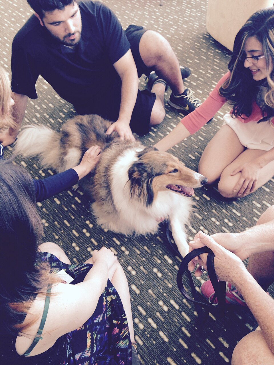 Therapy dog