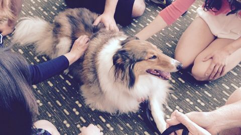 Therapy dog